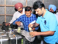 Officials of the Health Department take samples of sweets at a cold storage unit in Bathinda on Wednesday