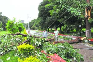 Trees uprooted by strong winds snap electricity wires in Jammu