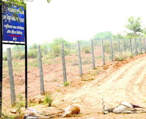 Dead black bucks lie near the fencing of the NPCIL residential colony site.
