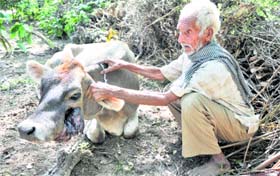 Ram Lal of Dab Sudan Camp village with his injured cow. He lost two cows to Pakistani shelling on Wednesday night.