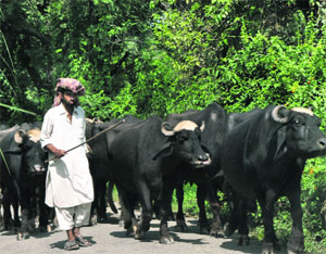 Gujjars are worst sufferers of the border firing as they are finding it difficult to shift their cattle during the firing in border village of Jammu.