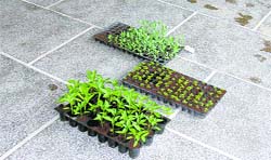 Saplings are ready for transplantation