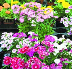 Flowering is uniform when seeds are planted in batches