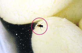 A fly was found in sweets at a factory on Saturday
