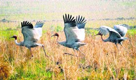 Sarus cranes take a flight in the Swan river wetlands at Una.