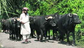 Gujjars are the worst sufferers of the border firing as they are finding it difficult to shift their cattle during the firing in border villages of Jammu.