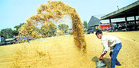 A labourer winnows paddy crop at a grain market in Jalandhar on Saturday. 