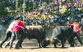 Forced fight: People watch a traditional buffalo fight near Shimla on Sunday