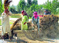 Farmers thresh paddy on the outskirts of Srinagar on Sunday