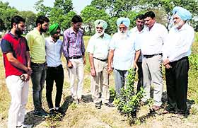 Agricultural researchers and scientists from Guru Kashi University share details about the two tropical varieties of apple introduced at the research farm of the varsity in Talwandi Sabo on Monday. 