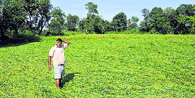 A farmer looks at his damaged paddy crop due to a storm on the outskirts of Jammu. 