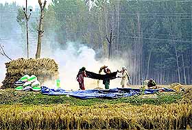 Kashmiri farmers winnow paddy during harvesting season in Srinagar on Monday. 