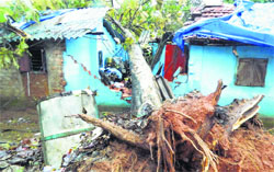 An uprooted tree tears into a house in Malkangiri district of Odisha on Monday, a day after the cyclone Hudhud hit the east coastline. PTI 