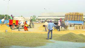 Labourers at the grain market in Fazilka on Monday