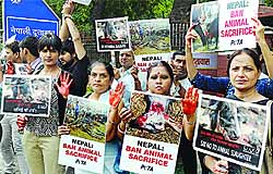 Animal Rights activists hold placards during a demonstration against the world's largest animal sacrifice, outside the Nepal Embassy in New Delhi on Tuesday