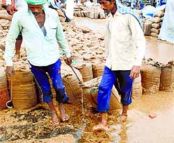Sheller employees transport wet paddy bags at the Ambala City grain market on Tuesday