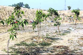Saplings planted under the afforestation drive launched by the Municipal Corporation of Bathinda