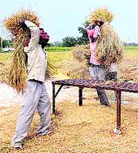 Labourers thresh rice in a field near Amritsar on Wednesday
