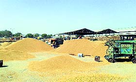 Slow pace of procurement has left farmers worried. 