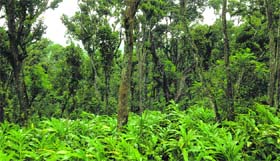 A visit to the cardamom plantation is a memorable experience