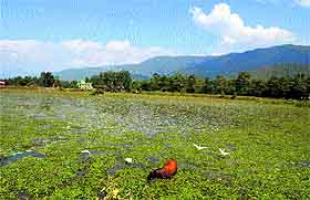 Stray animals and wild vegetation deface the beauty of the Nalsar lake in Mandi
