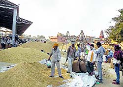 Paddy lying in the Kaithal grain market
