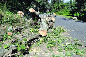 The felled banyan trees on the roadside at Bagli near Dharamsala