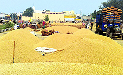 A view of Kaithal grain market flooded with paddy on Friday
