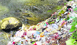 Sewerage pipes leak into the Bhiral Khud, polluting the water of the rivulet of Palampur. Photo by writer