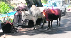 Stray animals roam the busy market of Palampur. Photo: Ravinder Sood 
