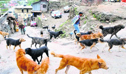The number of stray dogs in Shimla is over 4,000.