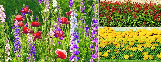 (L to R) The mauve glory of Larkspur is highlighted by the red and pink poppy flowers; A height-adjusted combination of red and yellow blooms can brighten up your garden