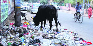 A bull rummages through garbage by a roadside in Bathinda on Saturday.