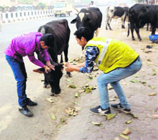 Volunteers of the Asra Welfare Society fix reflectors on the horns of a stray cattle in Bathinda on Saturday.
