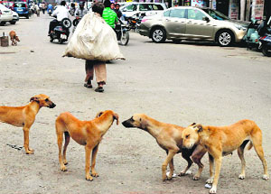 The dog menace has assumed alarming proportion in Ludhiana.