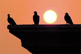Three pigeons sit past sunset silhouetted against the sky in Bathinda on Sunday.