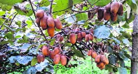 Kiwi fruit at the Horticulture Research Centre at Bhota in Hamirpur district.