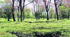 A view of a tea garden in Dharamsala.