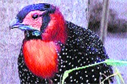 Western tragopan