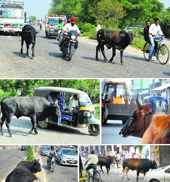Stray cattle pose danger to commuters on Ludhiana roads.