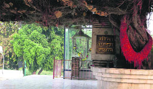 The banyan tree at Jyotisar in Kurukshetra.