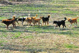 Dog menace: Stray dogs roam freely in Srinagar, giving a tough time to city residents