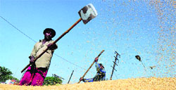 The Food Corporation of India has reduced the milling charges from Rs 15 to Rs 10 per quintal. A tribune photograph