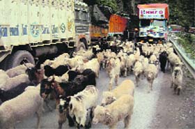 Livestock obstruct traffic on the Jammu-Srinagar national highway.