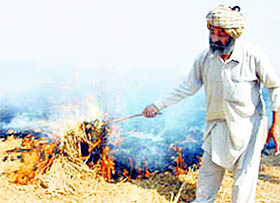 A farmer burns paddy stubble in his fields at Galib Ran Singh village near Jagraon. 