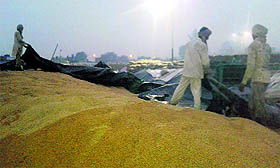 Labourers cover paddy crop to protect it from rain at the Grain Market in Jagraon on Tuesday. 