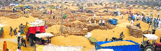 With the rising prices of basmati 1121 variety of paddy, its arrival has picked up at the Fazilka grain market.