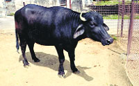 Garima-II