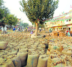 Paddy sacks in the Jind grain market.