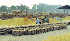 Huge stocks of paddy lying at the Jagraon grain market.